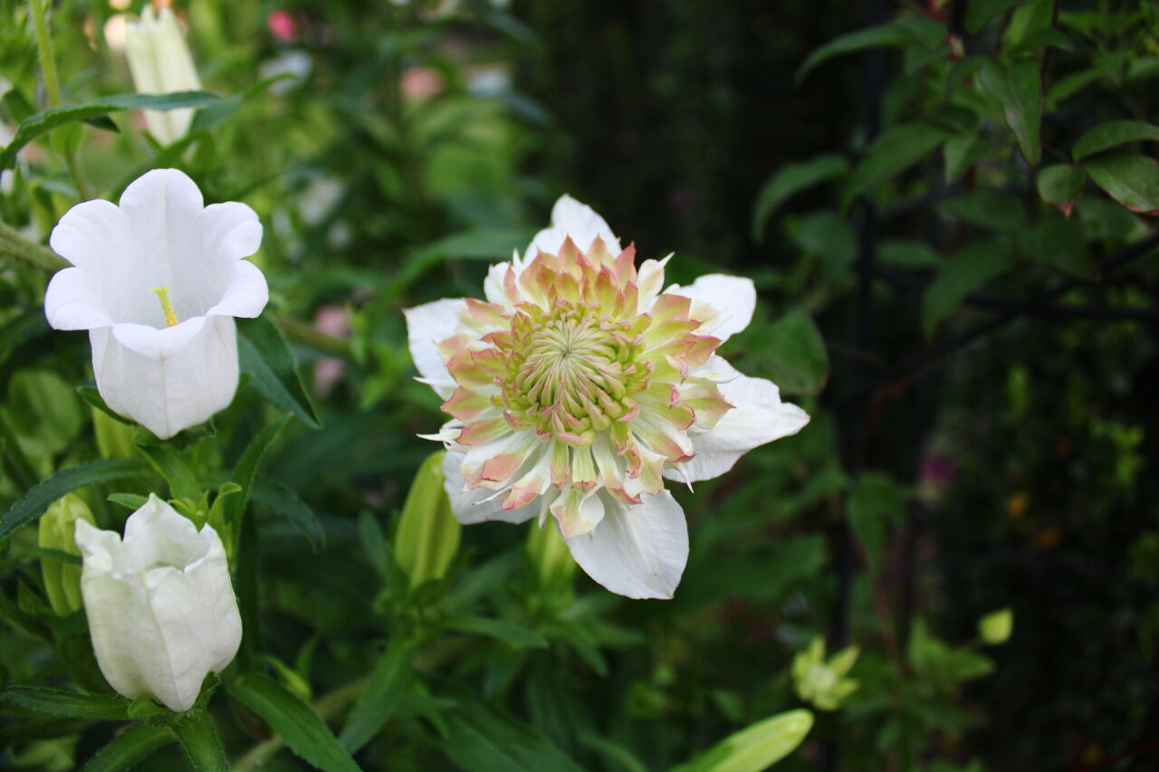 今日のクレマチス 5 29 Miraiの庭 つれづれに