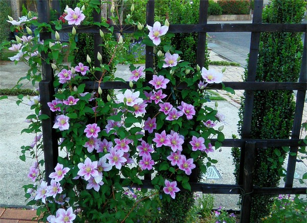 クレマチス ピールが花いっぱいに Miraiの庭 つれづれに