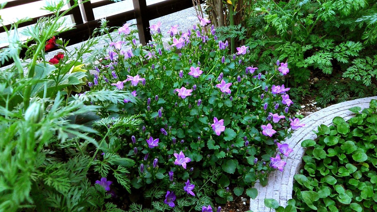 今日の庭の花 Miraiの庭 つれづれに