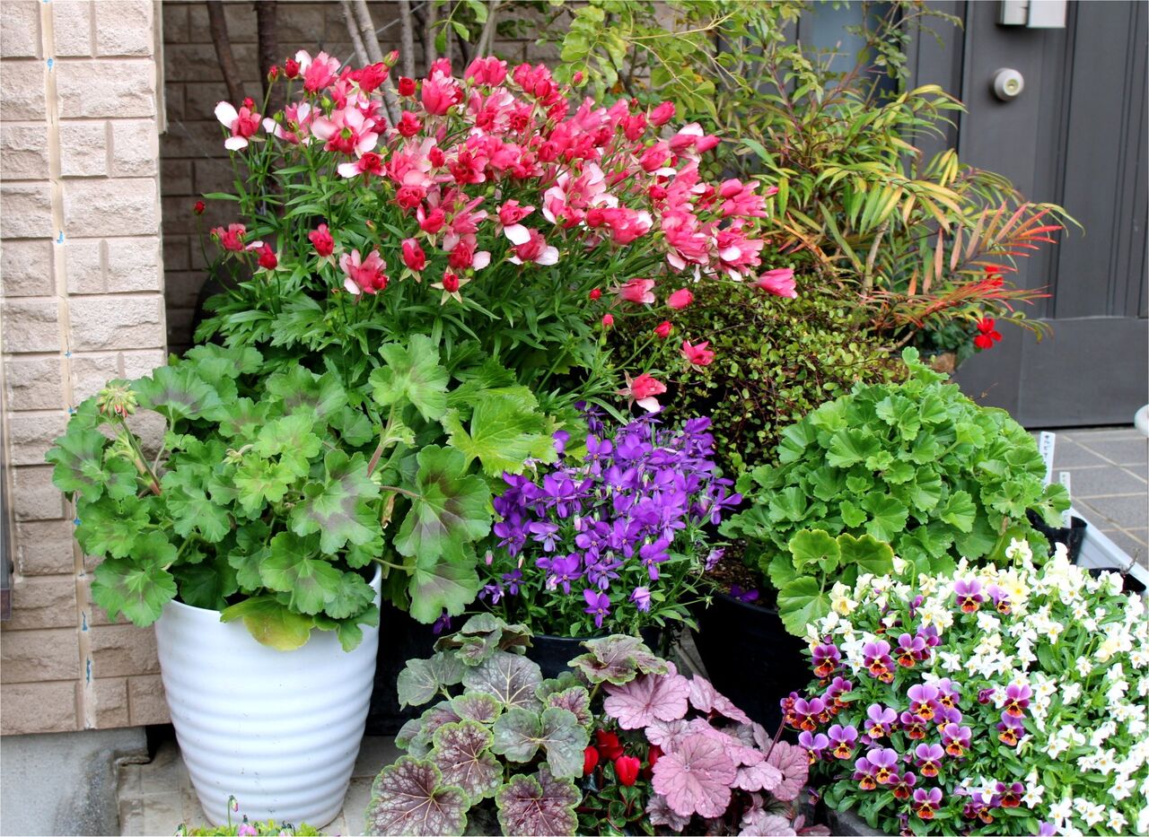 玄関前の花 Miraiの庭 つれづれに 玄関前の花 Miraiの庭 つれづれに