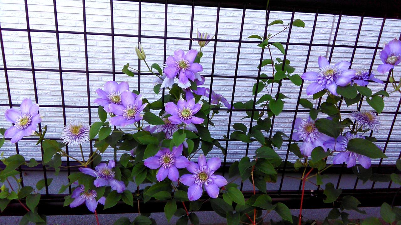 クレマチス ピールが花いっぱいに Miraiの庭 つれづれに