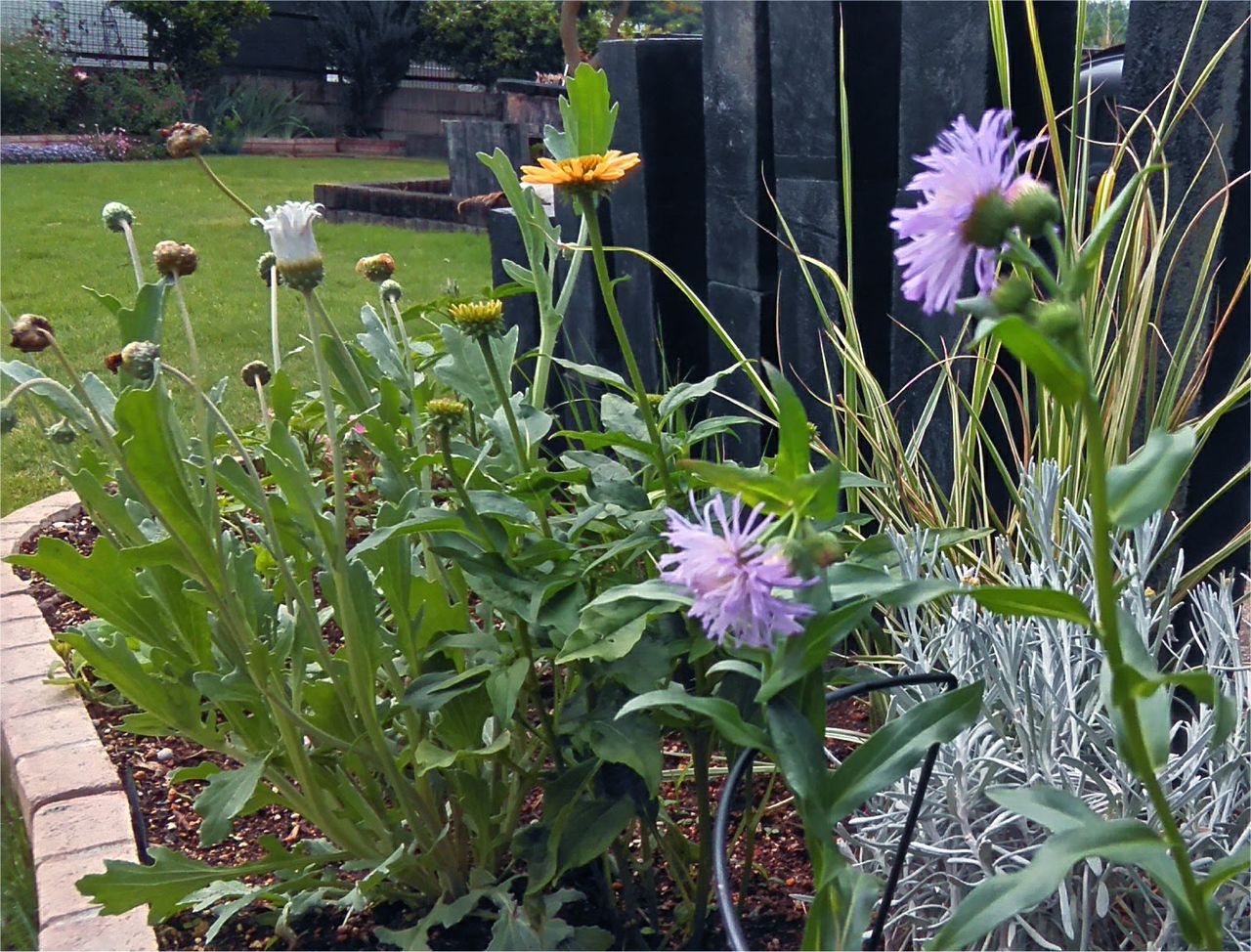 ２種のエリゲロン Miraiの庭 つれづれに