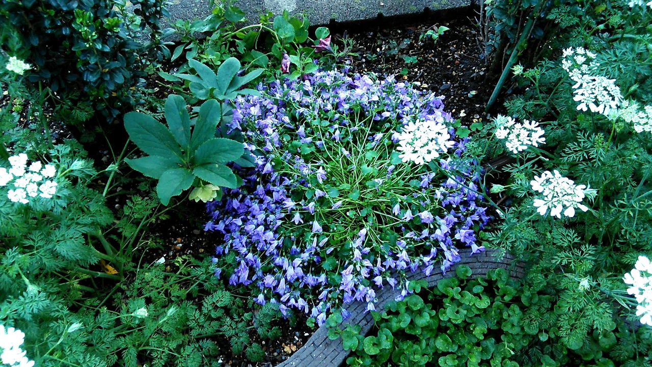 雨上がりの花 Miraiの庭 つれづれに
