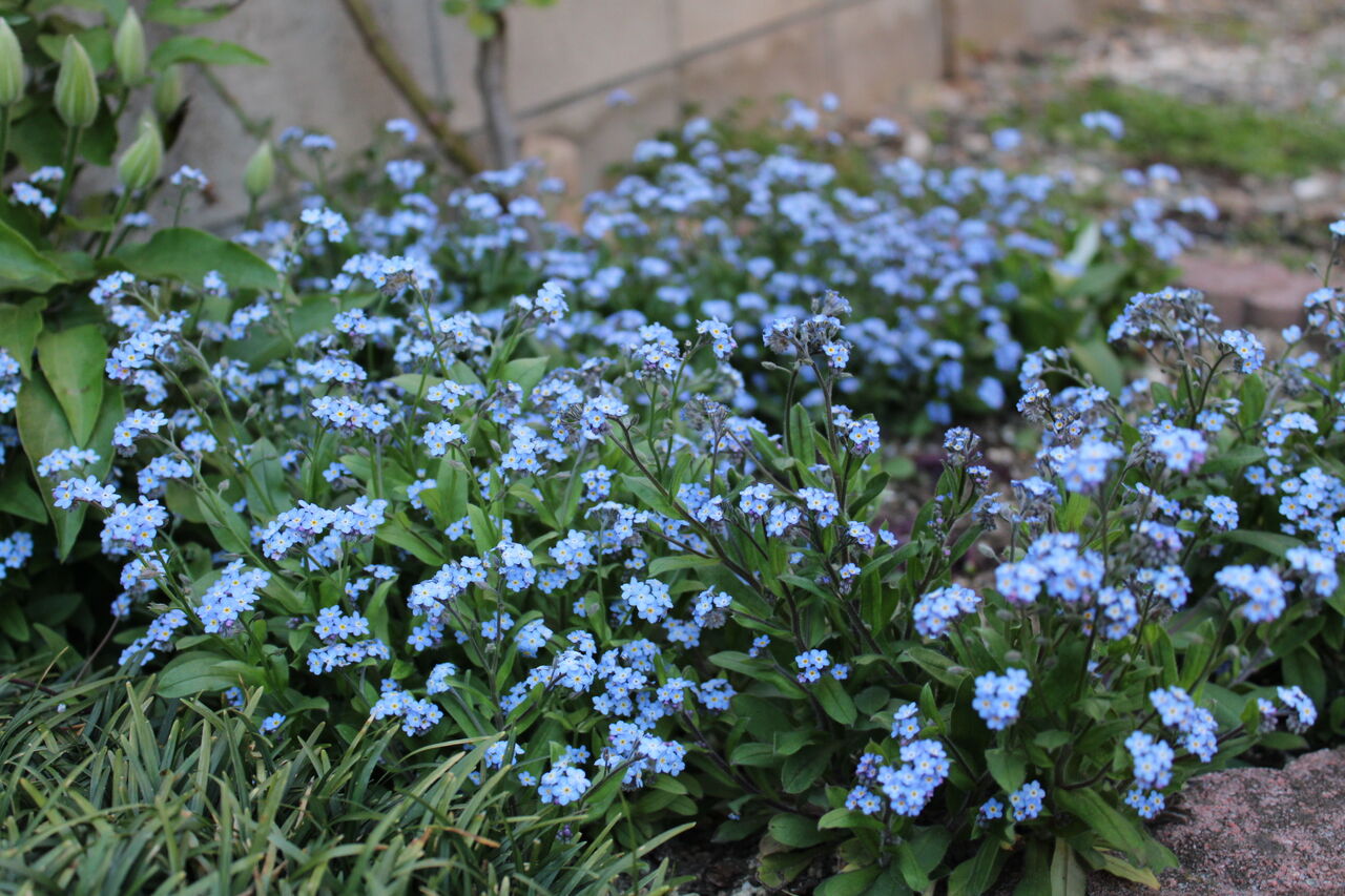 忘れな草が満開に Miraiの庭 つれづれに 忘れな草が満開に Miraiの庭 つれづれに