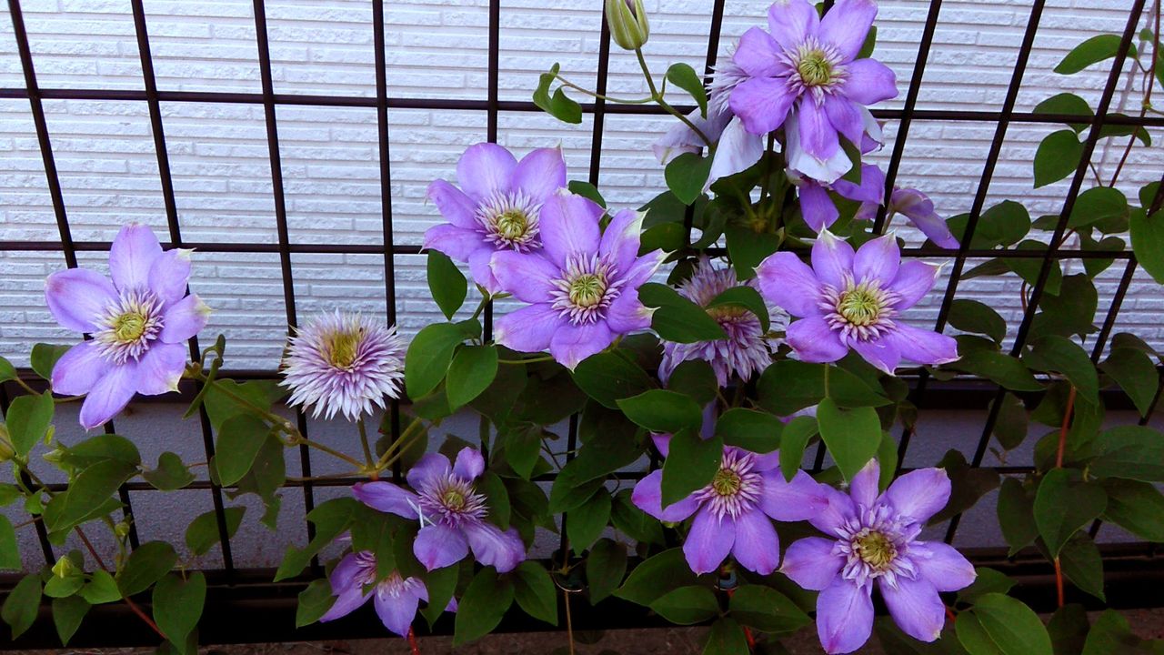 クレマチス ピールが花いっぱいに Miraiの庭 つれづれに クレマチス ピールが花いっぱいに Miraiの庭 つれづれに
