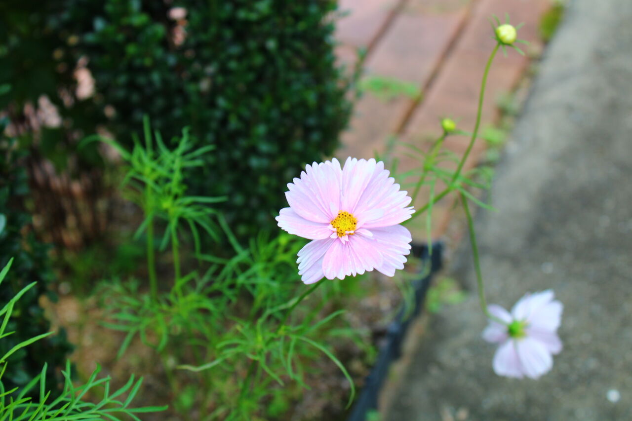 コスモスカップケーキと庭の花 Miraiの庭 つれづれに