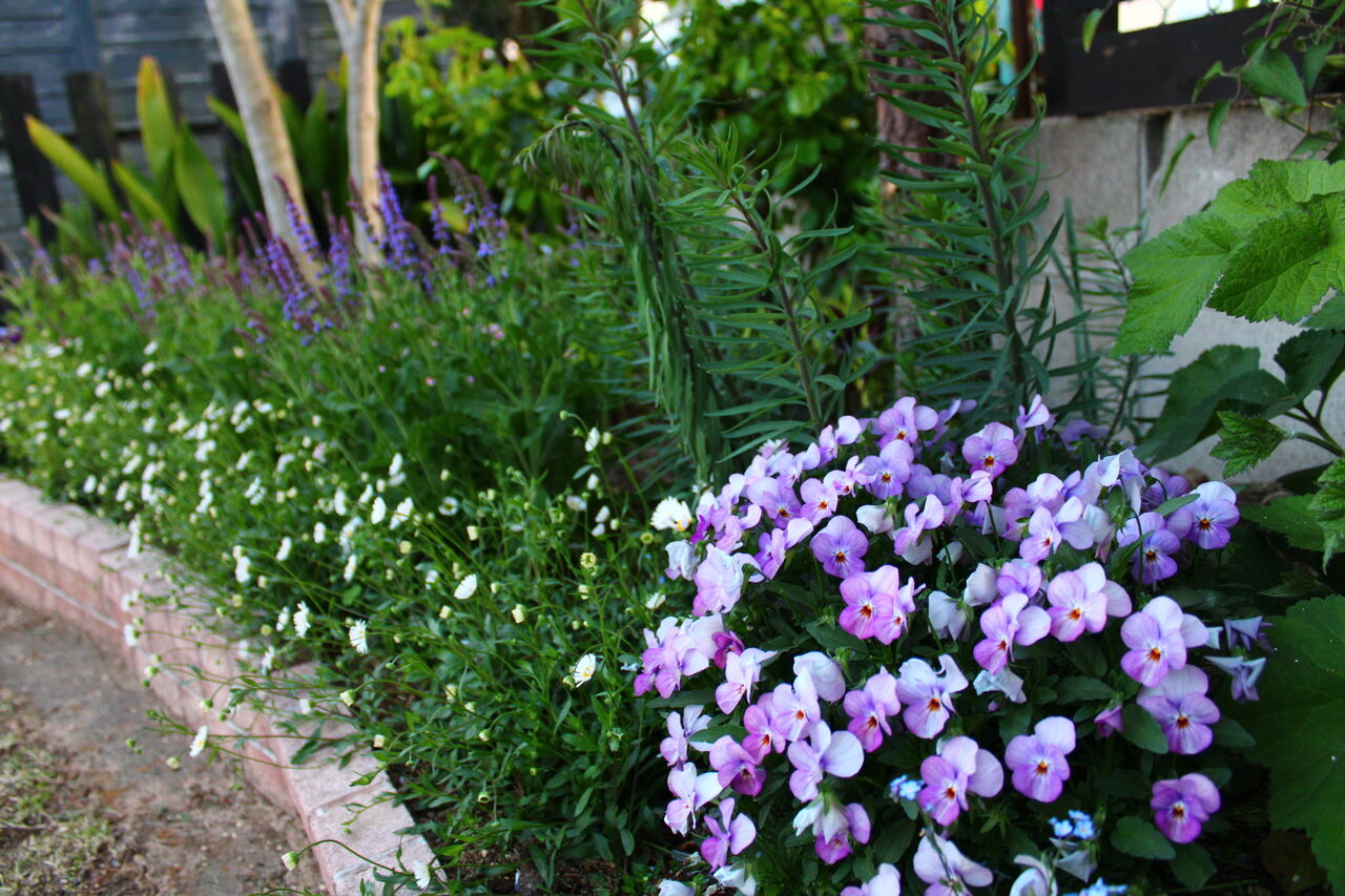 東向き花壇とブルーサルビア Miraiの庭 つれづれに