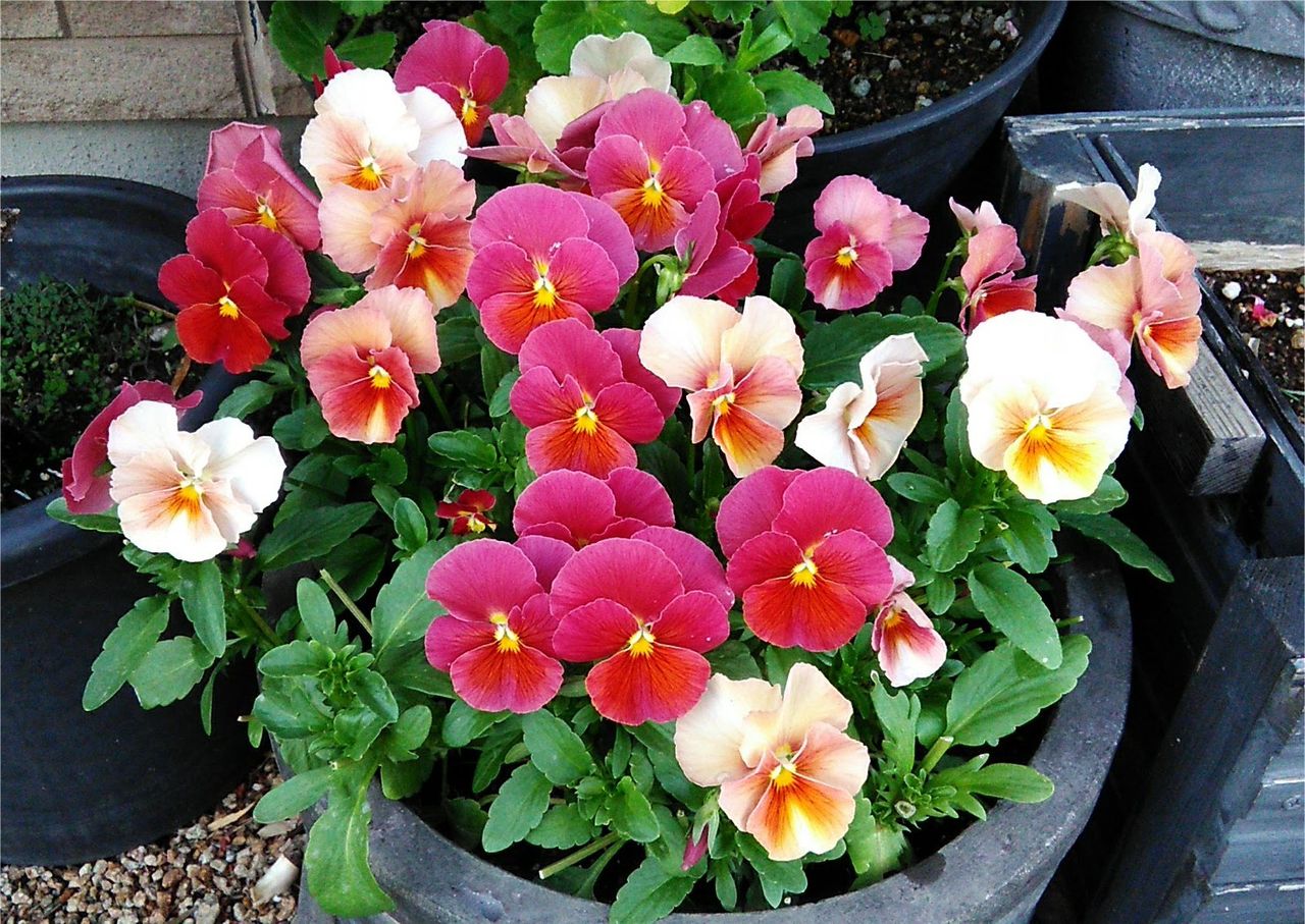 雨上がりの花 Miraiの庭 つれづれに