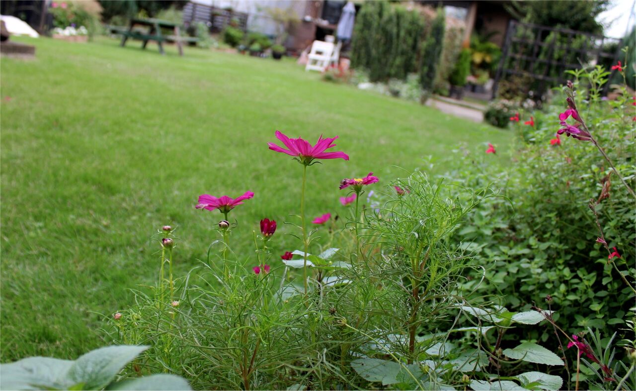 西向き花壇 Miraiの庭 つれづれに