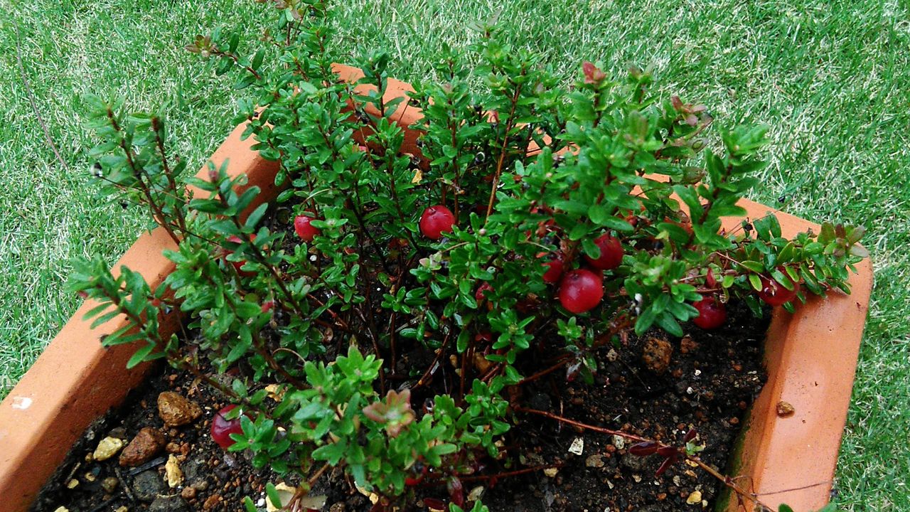 クランベリーとオリーブを植えました Miraiの庭 つれづれに