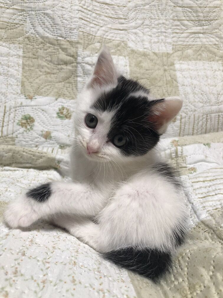 Mirainet 赤ちゃん猫の目が青いのは ミライネットデータセンター通信