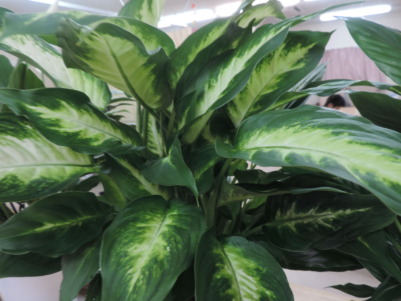 観葉植物とyeelを君に 未来農園のblog
