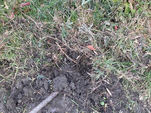 笹退治も進めよう 未来農園のblog