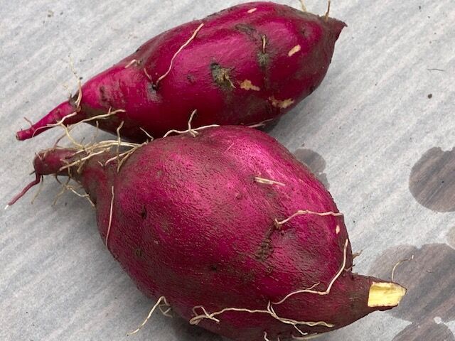 どんどん冬春野菜に交代中 未来農園のblog どんどん冬春野菜に交代中 未来農園のblog