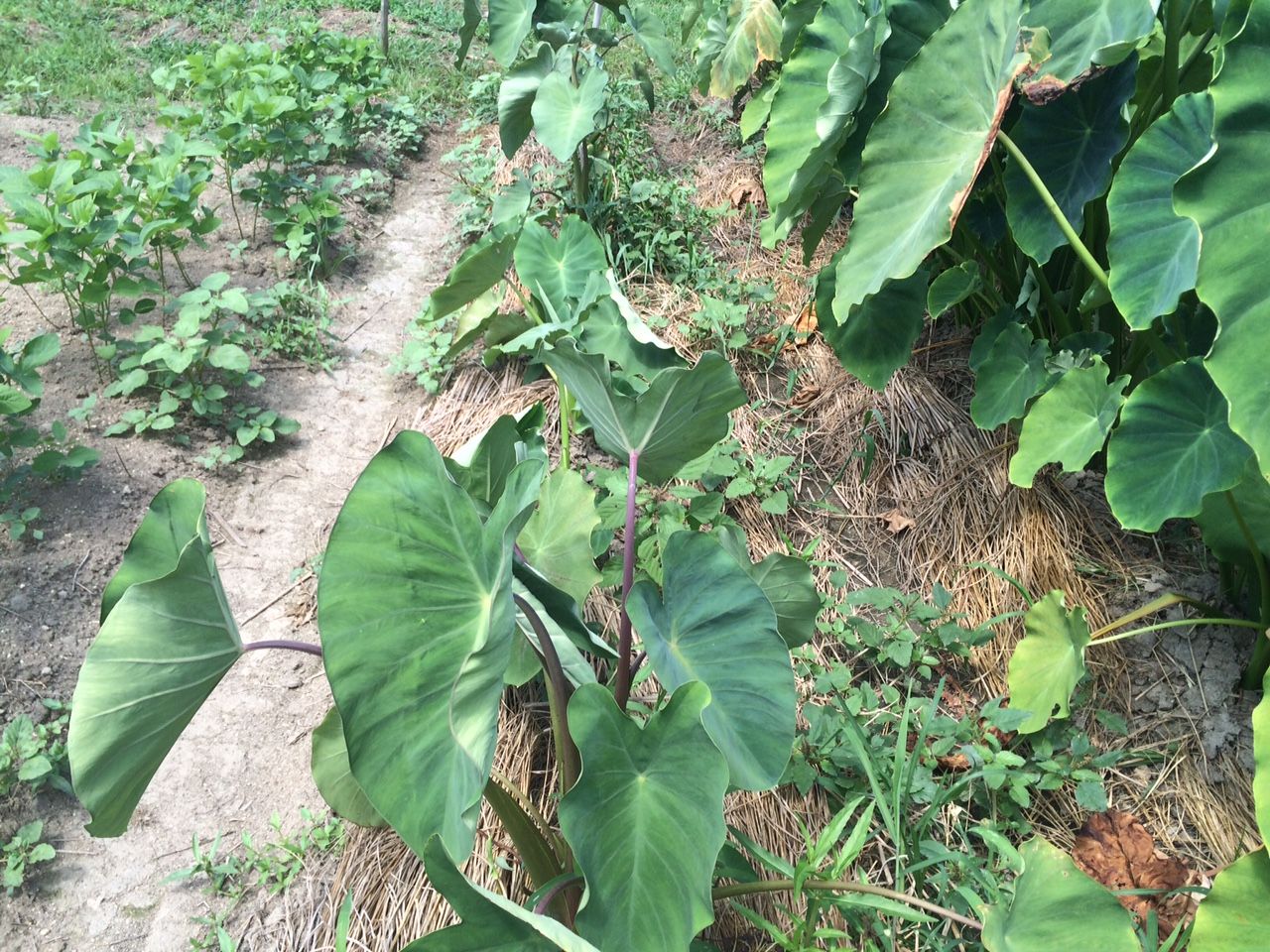 また暑くなってきそうです 未来農園のblog