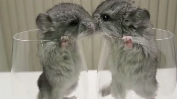 画像あり 世界で最もかわいい動物top10ｗｗｗｗｗｗｗ ミラクルミルク