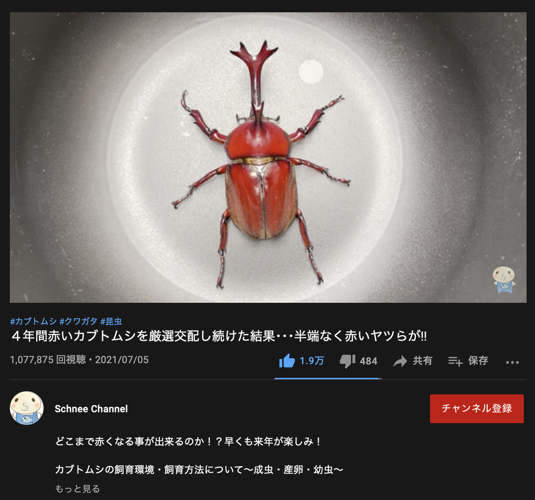 画像 赤いカブトムシを4年間交配し続けてめっちゃ赤いカブトムシを作った男が現れる ミラクルミルク