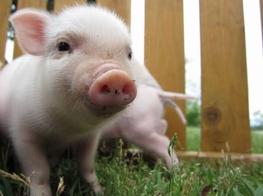 朗報 ワイ 合コンで ミニブタみたいでかわいい と言われるｗｗｗｗｗｗｗｗｗｗｗ ミラクルミルク