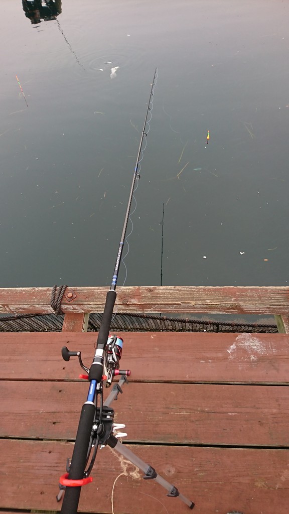 初めての海上釣り堀 淡路じゃのひれフィッシングパークへ 休日は趣味でつぶれます 初めての海上釣り堀 淡路じゃのひれフィッシングパークへ 休日は趣味でつぶれます