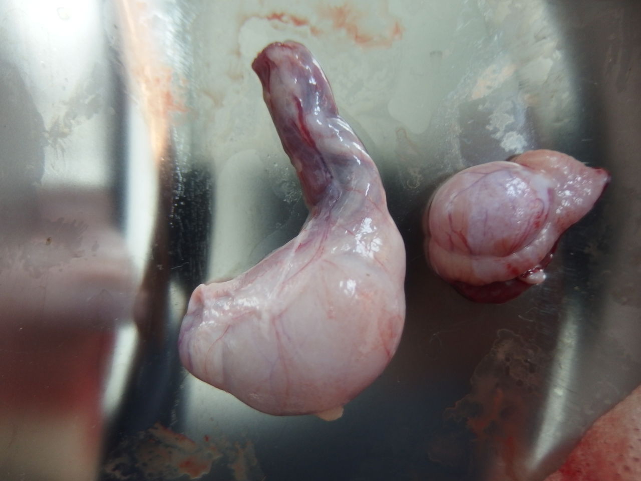 ない あった 腹腔内潜在精巣 風の動物病院のブログ