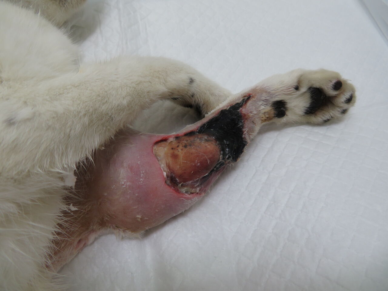 10 以下で 地域猫のけが 皮膚脱落 そして治癒 風の動物病院のブログ