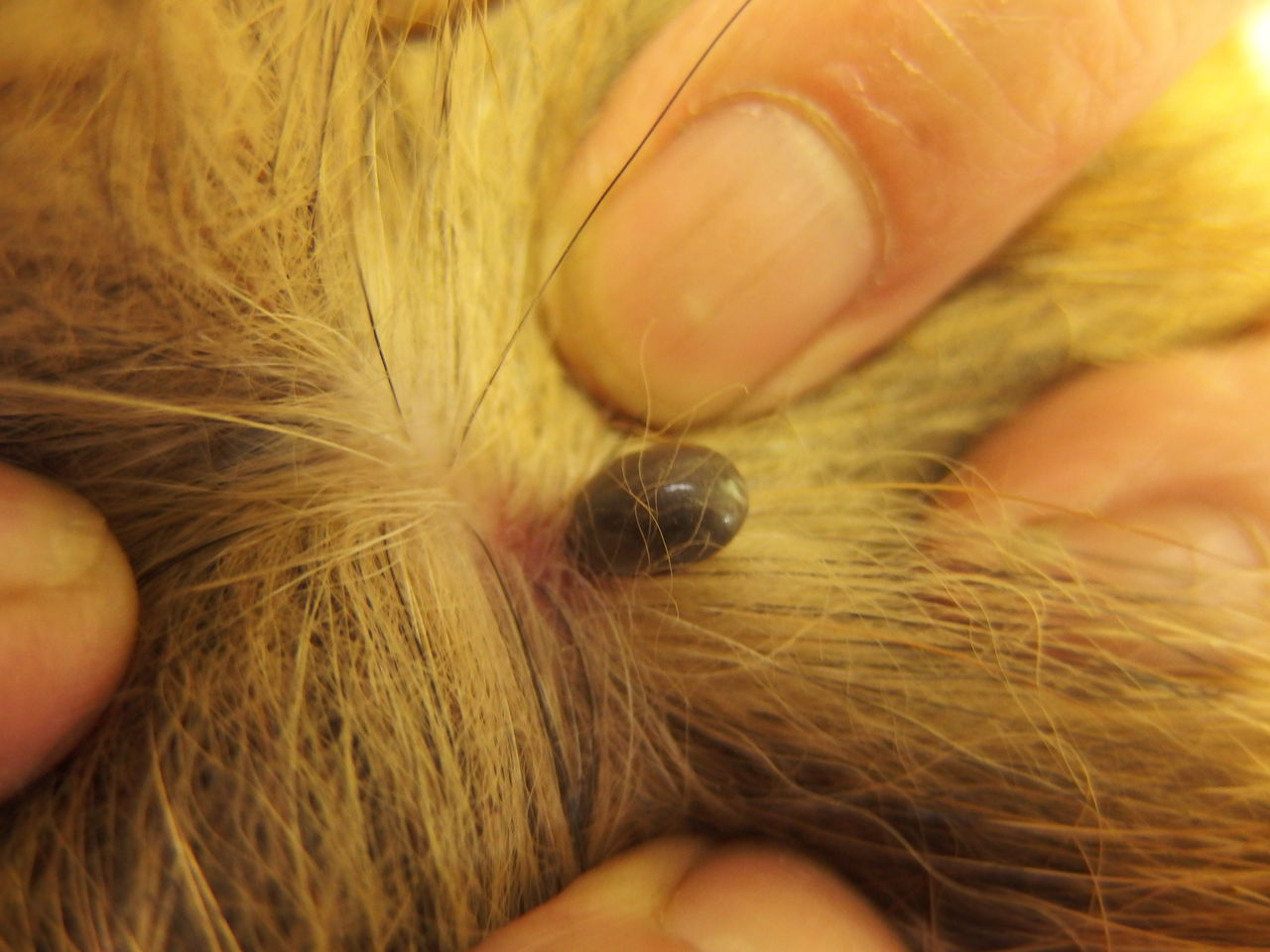 マダニのネックレス 風の動物病院のブログ マダニのネックレス 風の動物病院のブログ