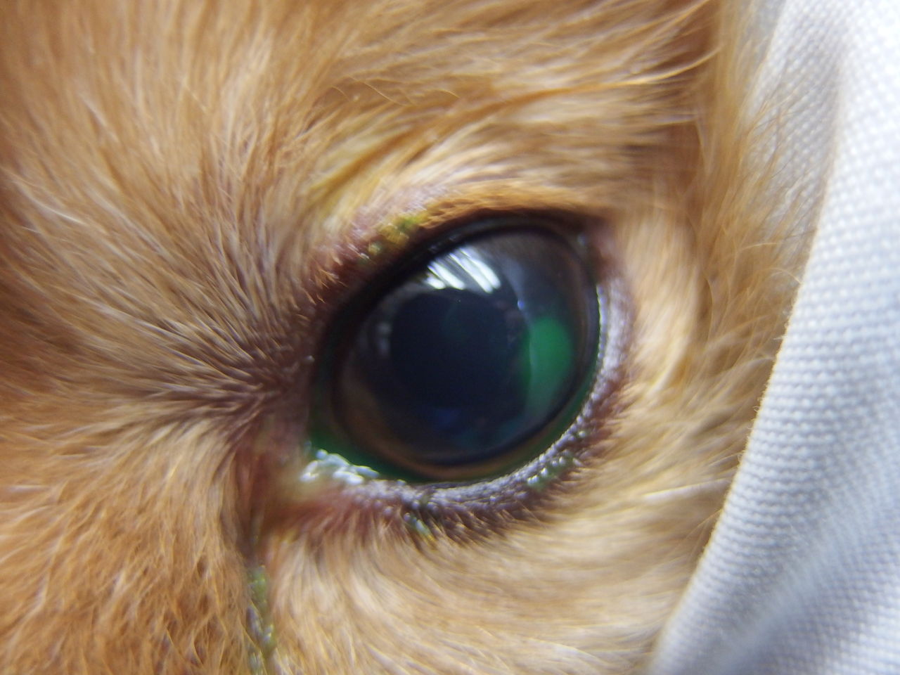 寝不足と角膜潰瘍 成否は 風の動物病院のブログ