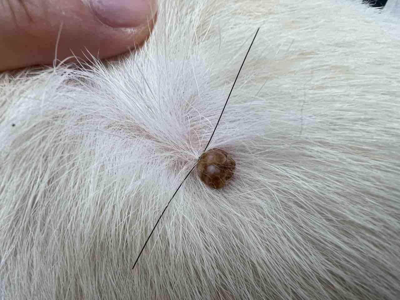 犬 の 乳頭 腫