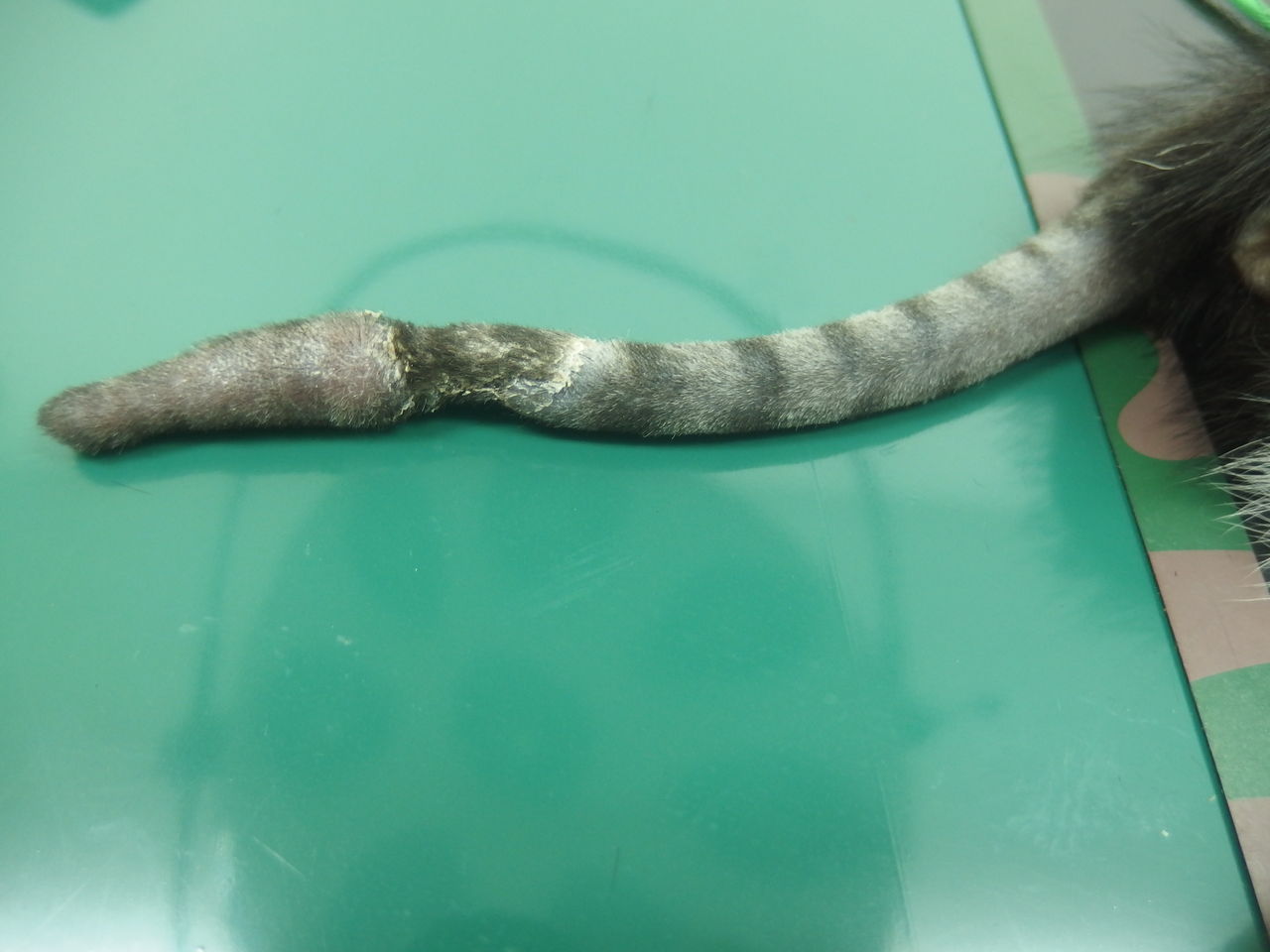 短くはなったけれど 子猫の尻尾 風の動物病院のブログ 短くはなったけれど 子猫の尻尾 風の動物病院のブログ