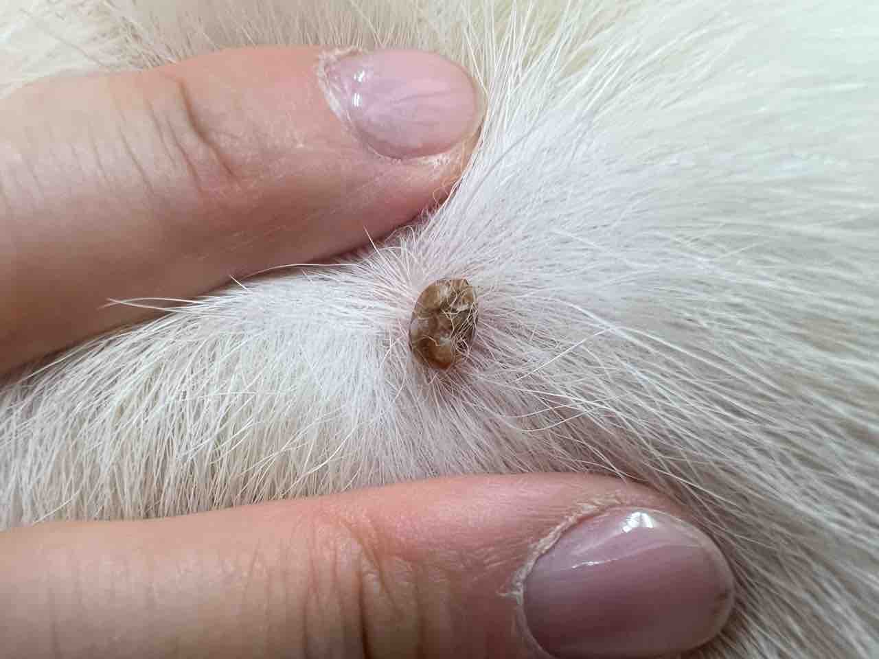乳頭 腫 犬