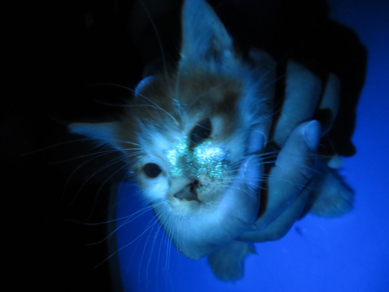 今シーズンは糸状菌 〜保護猫の傾向〜 : 風の動物病院のブログ 今シーズンは糸状菌 〜保護猫の傾向〜 : 風の動物病院のブログ