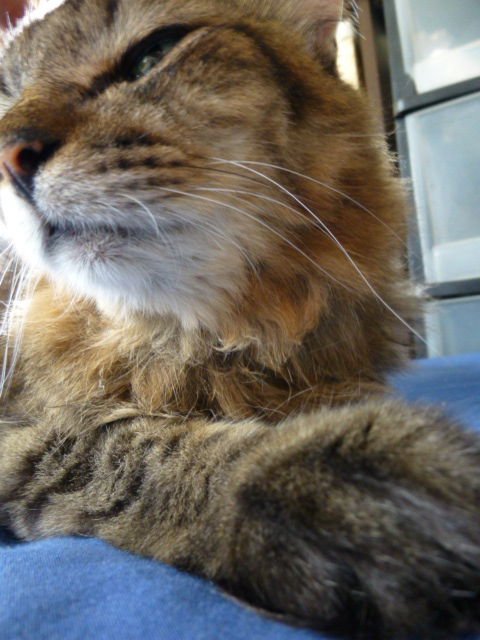 我が家の猫(肥大型心筋症のお薬) : 風の動物病院のブログ