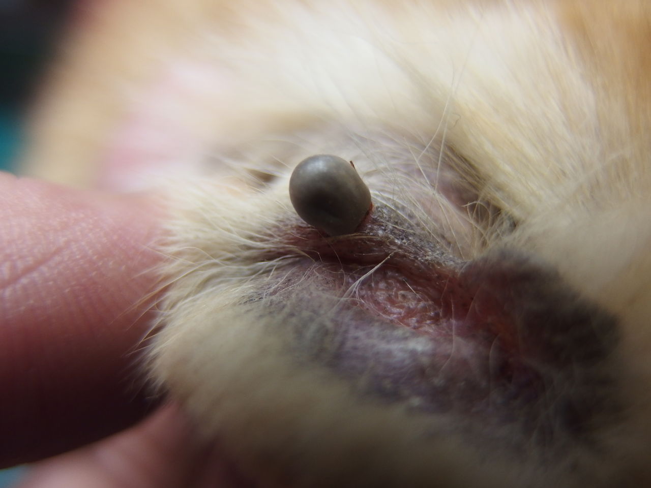 どこにいるの 予防薬って いただいたコメントより 風の動物病院のブログ