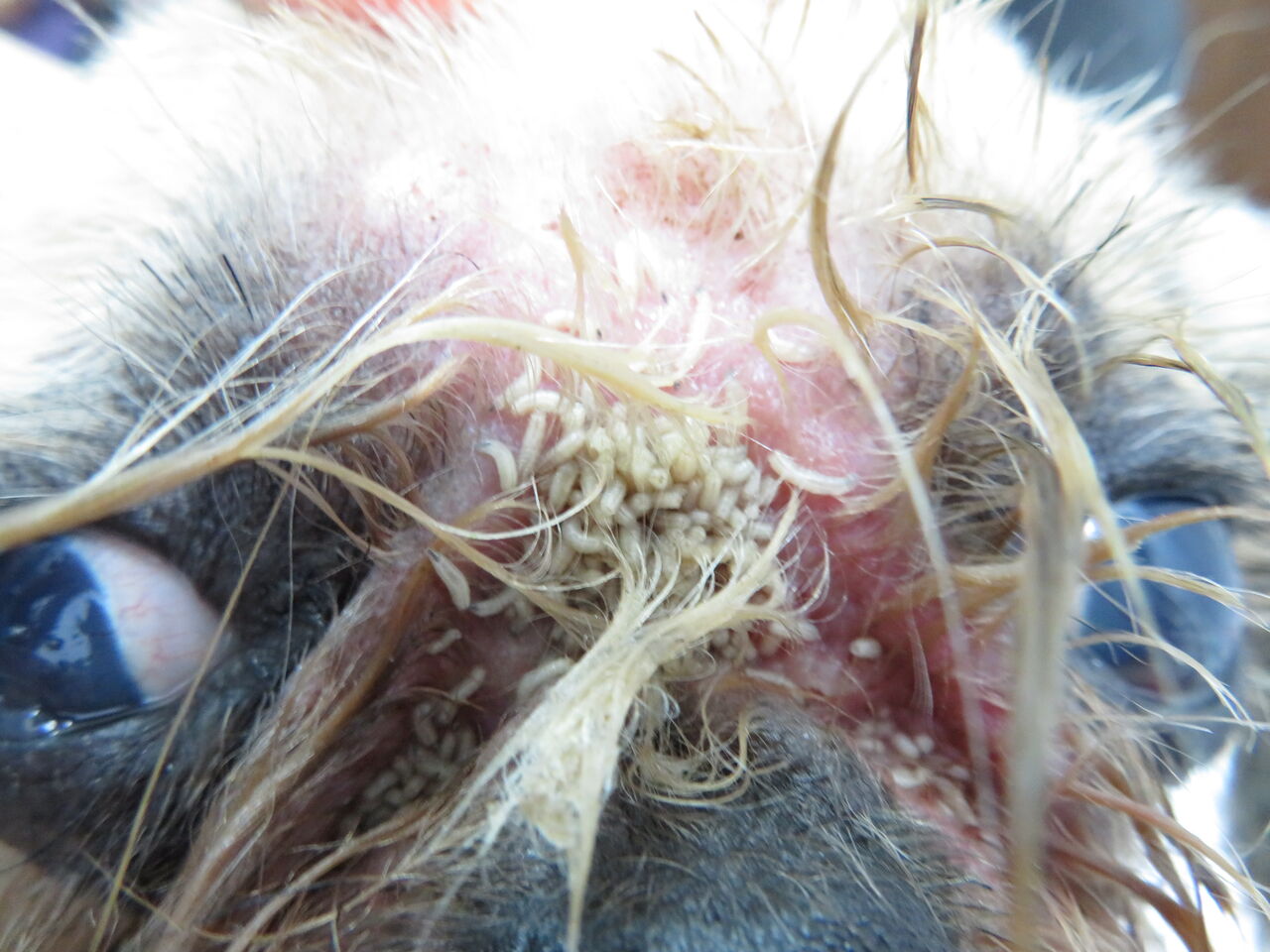 年寄りから年寄りへ 引き受けた犬とウジ虫症 風の動物病院のブログ 年寄りから年寄りへ 引き受けた犬とウジ虫症 風の動物病院のブログ
