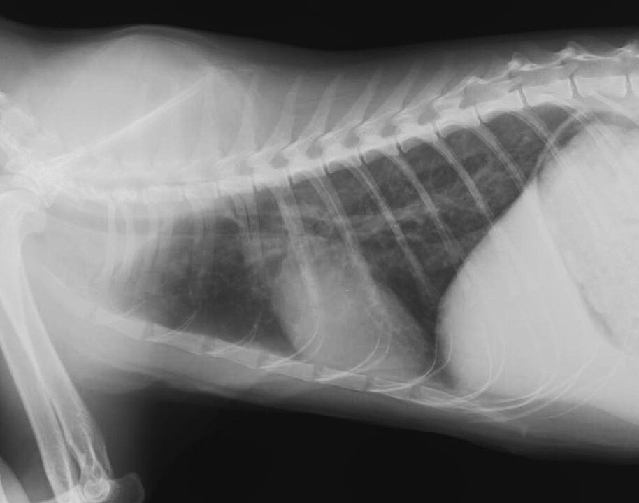 急に、そして治療 ～猫の呼吸器疾患と肺炎～ : 風の動物病院のブログ