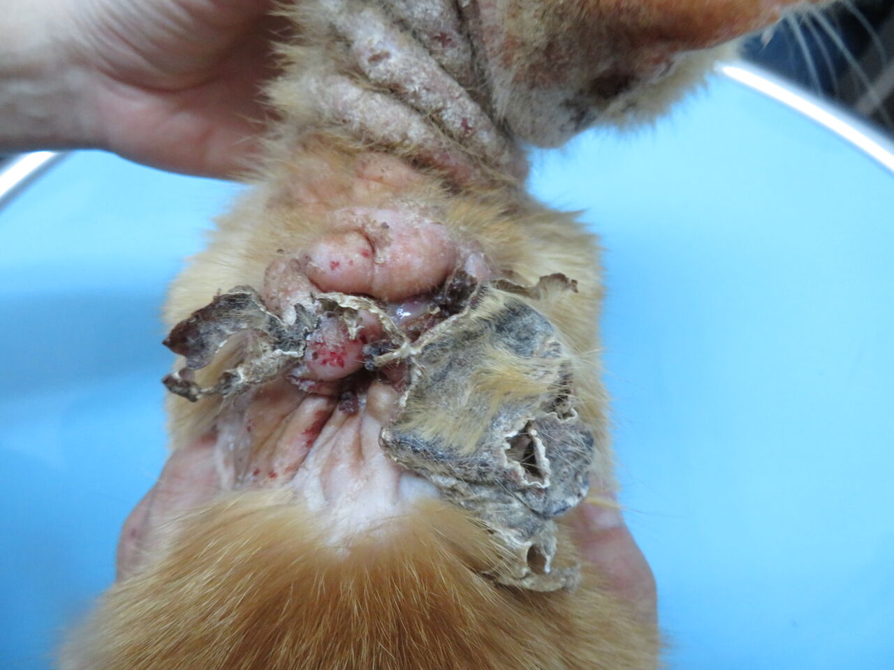 ボロボロの背中 ~傷と肉芽腫と創傷治癒の基本原則~ : 風の動物病院の