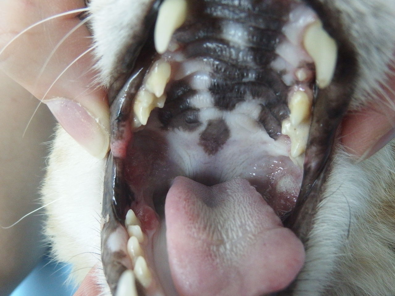 よく見えない 口内炎と鎮静剤 風の動物病院のブログ よく見えない 口内炎と鎮静剤 風の動物病院のブログ