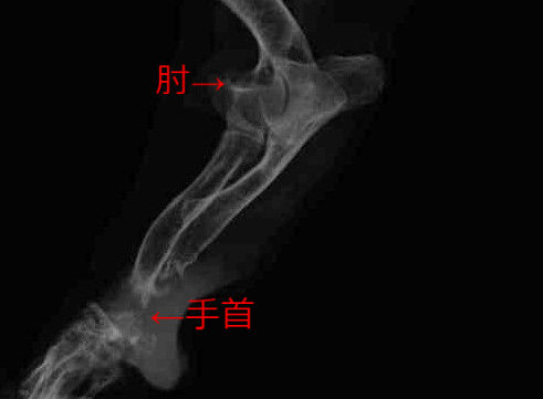 使う人その1 使わない人 使う人その2 風の動物病院のブログ 使う人その1 使わない人 使う人その2 風の動物病院のブログ