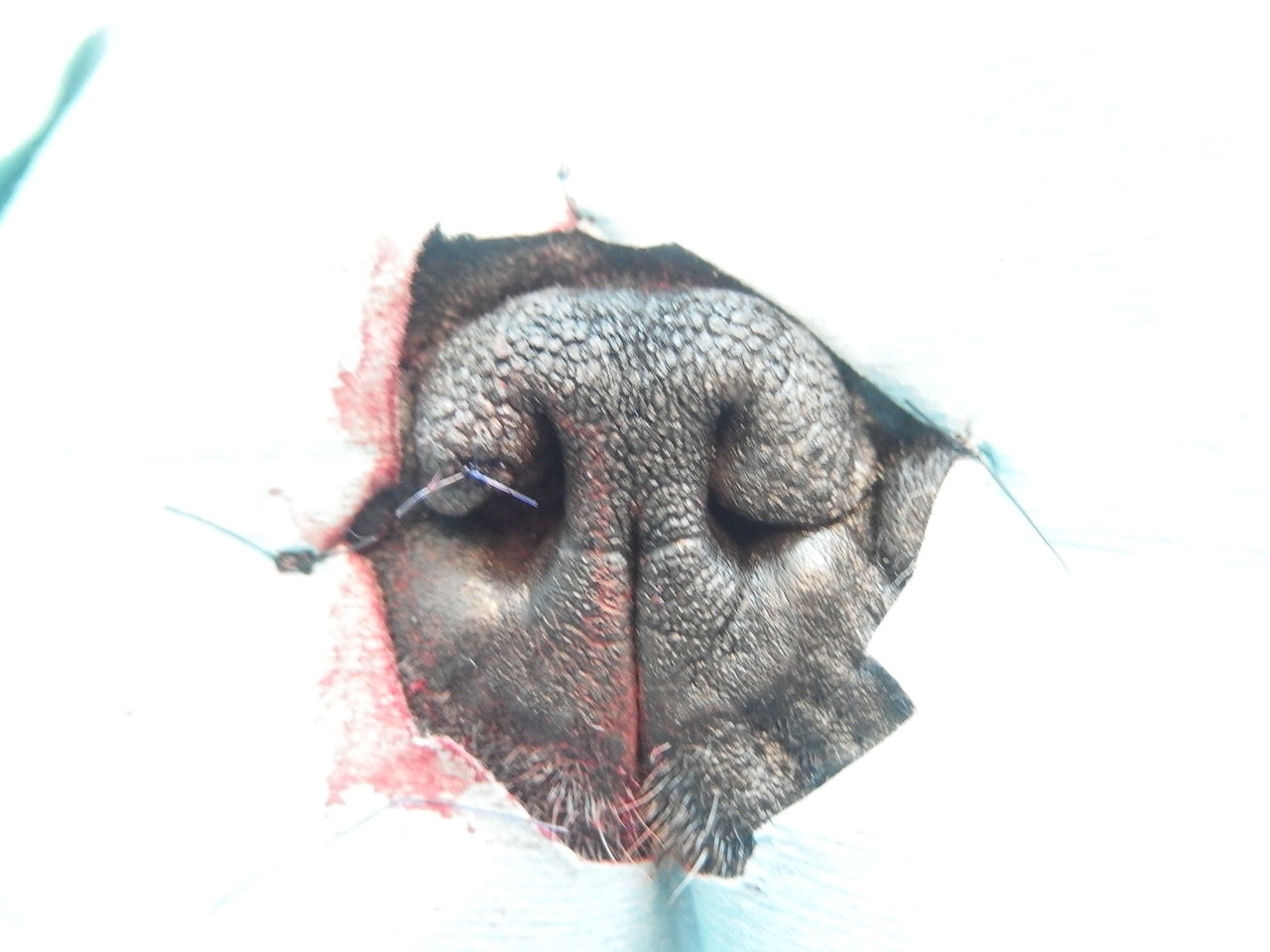 鼻呼吸をもっと 短頭種気道症候群と鼻腔拡張術 風の動物病院のブログ 鼻呼吸をもっと 短頭種気道症候群と鼻腔拡張術 風の動物病院のブログ