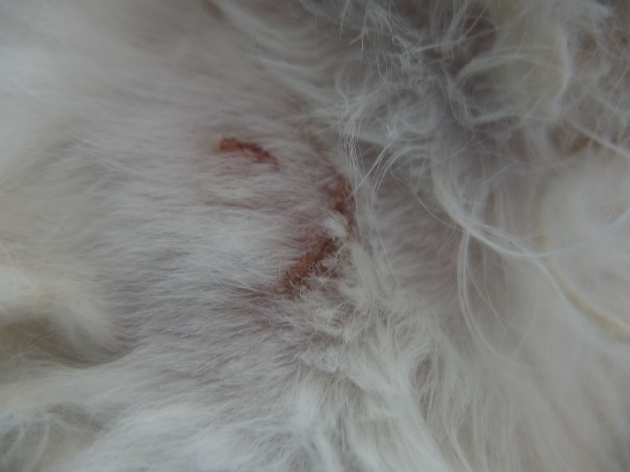 皮膚切った～～～～～～～！ ～毛玉とお手入れ～ : 風の動物病院のブログ