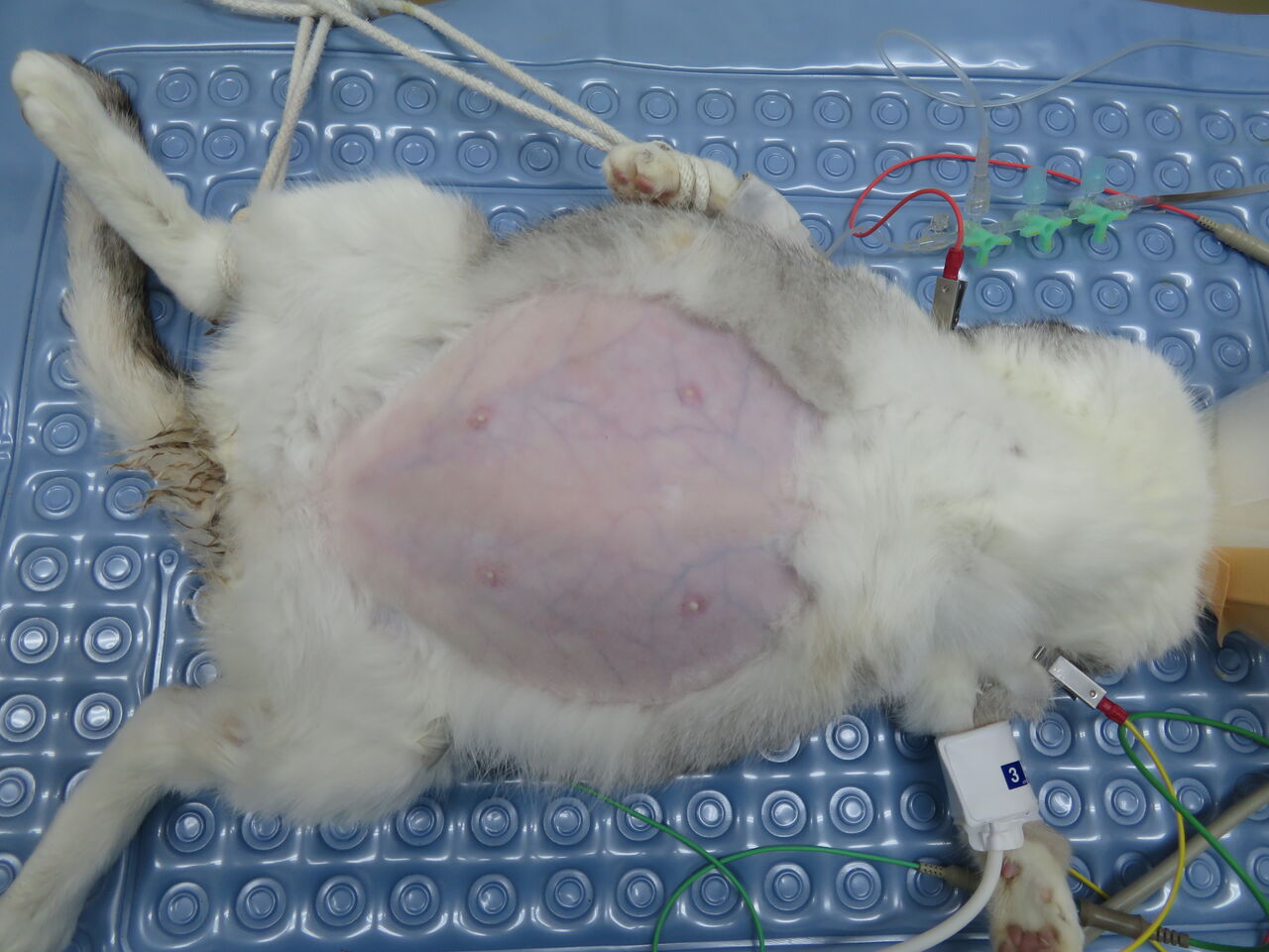 これは奇跡なのか その2 猫の腹部膨満と子宮蓄膿症 風の動物病院のブログ