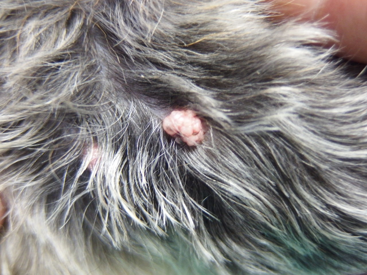 ７つ 乳頭腫蒸散 風の動物病院のブログ