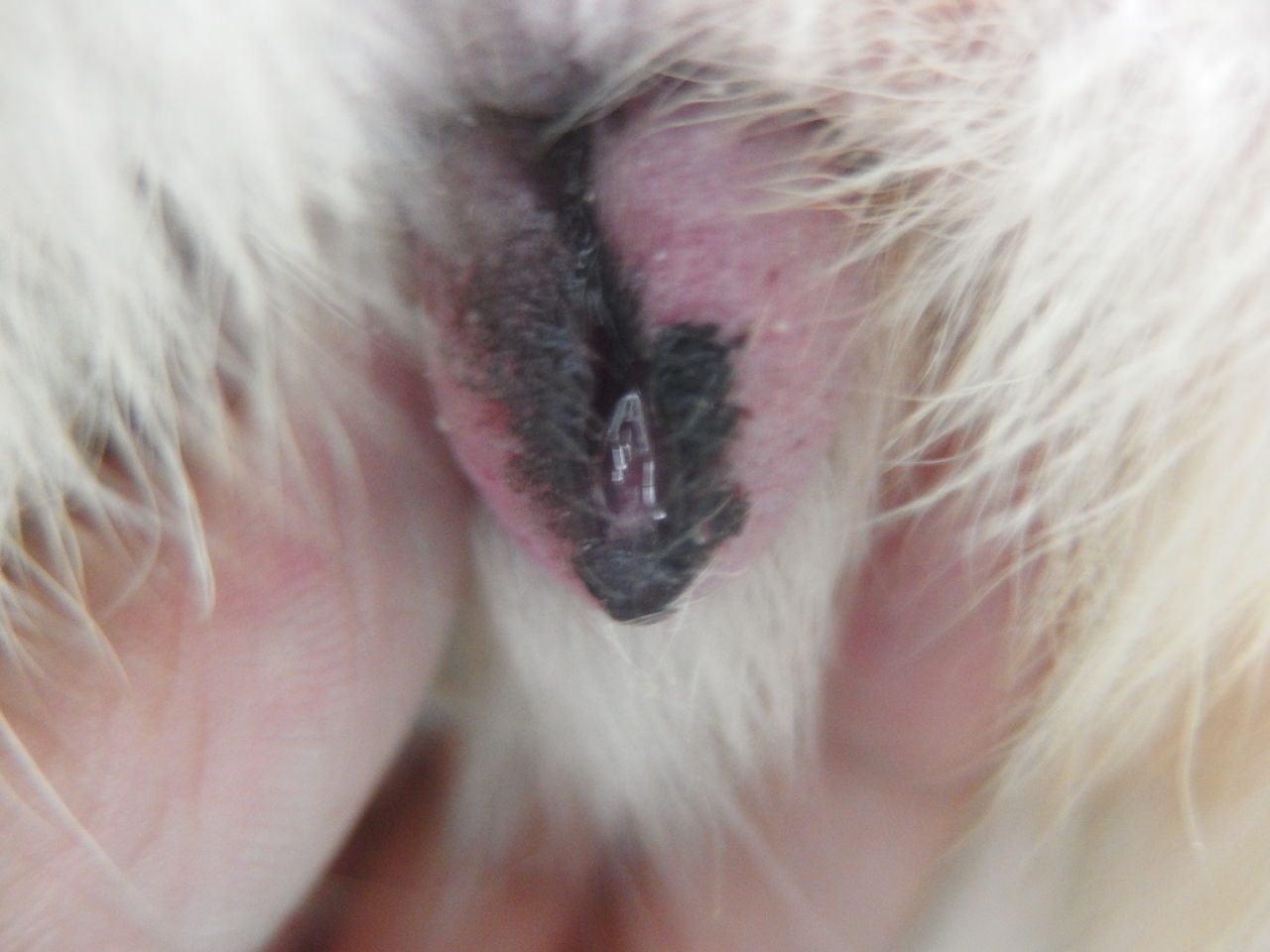 恐縮です 休診日のオペ 風の動物病院のブログ