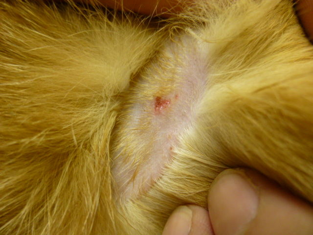 ほとんど簡単、時々悩ましい 〜好酸球性肉芽腫性皮膚炎〜 : 風の動物 