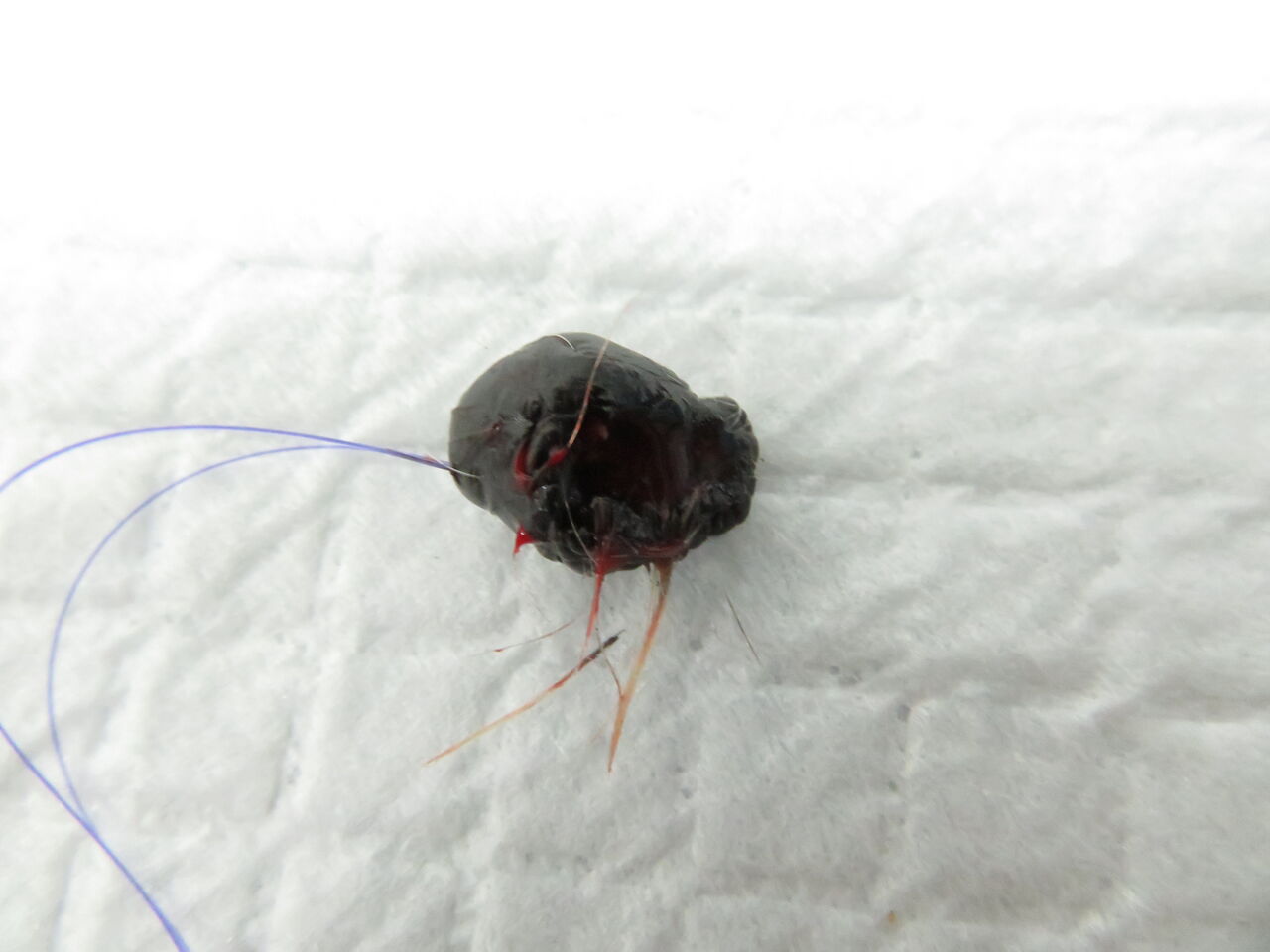 乖離その２ 口唇メラノーマと次の手 風の動物病院のブログ