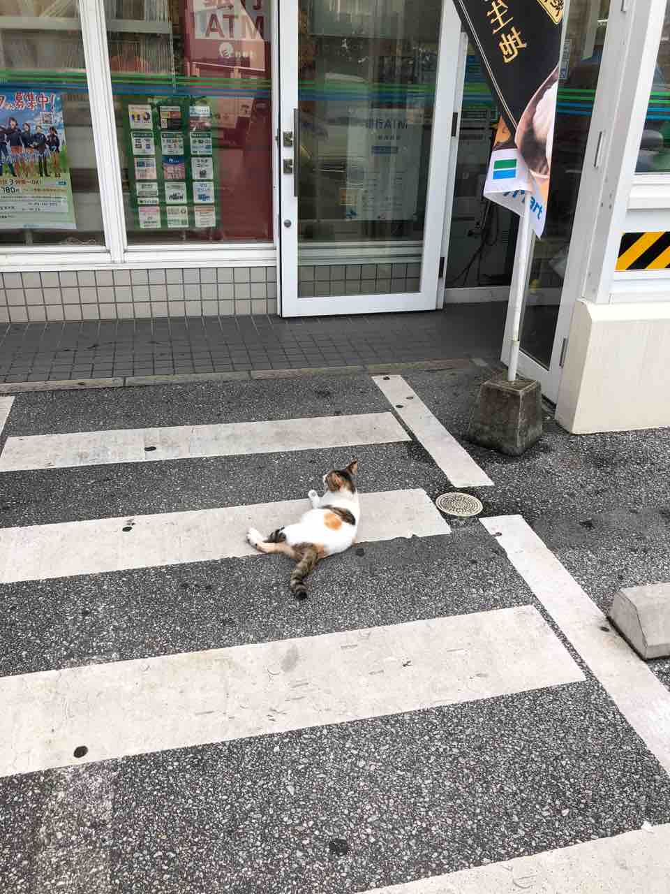 沖縄の一つの実情 風の動物病院のブログ