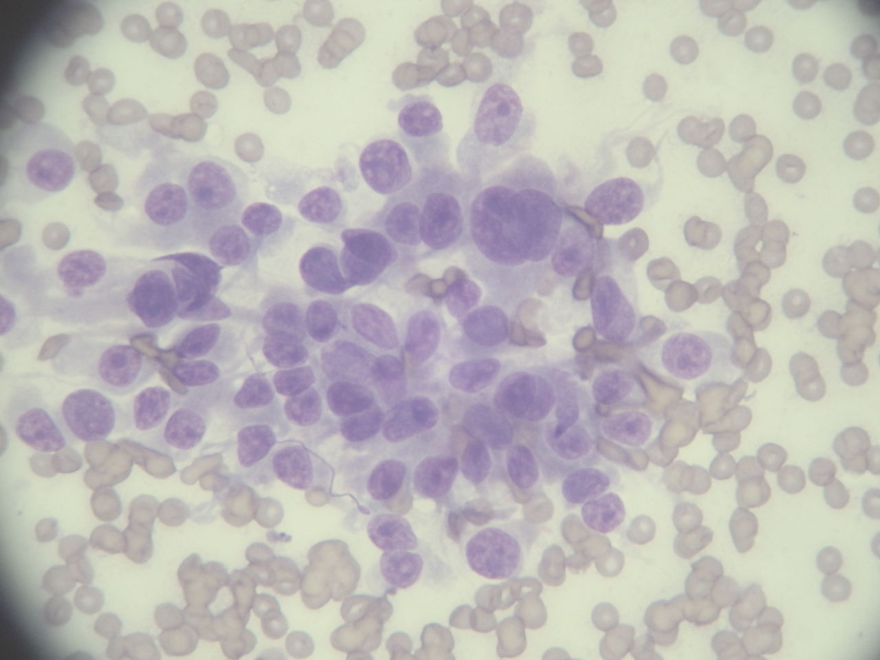 ほんの小さな だけれど 悪性腫瘍 風の動物病院のブログ