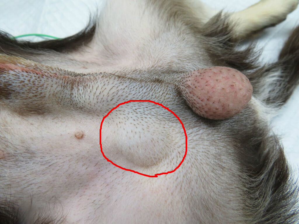 腫瘍 風の動物病院のブログ