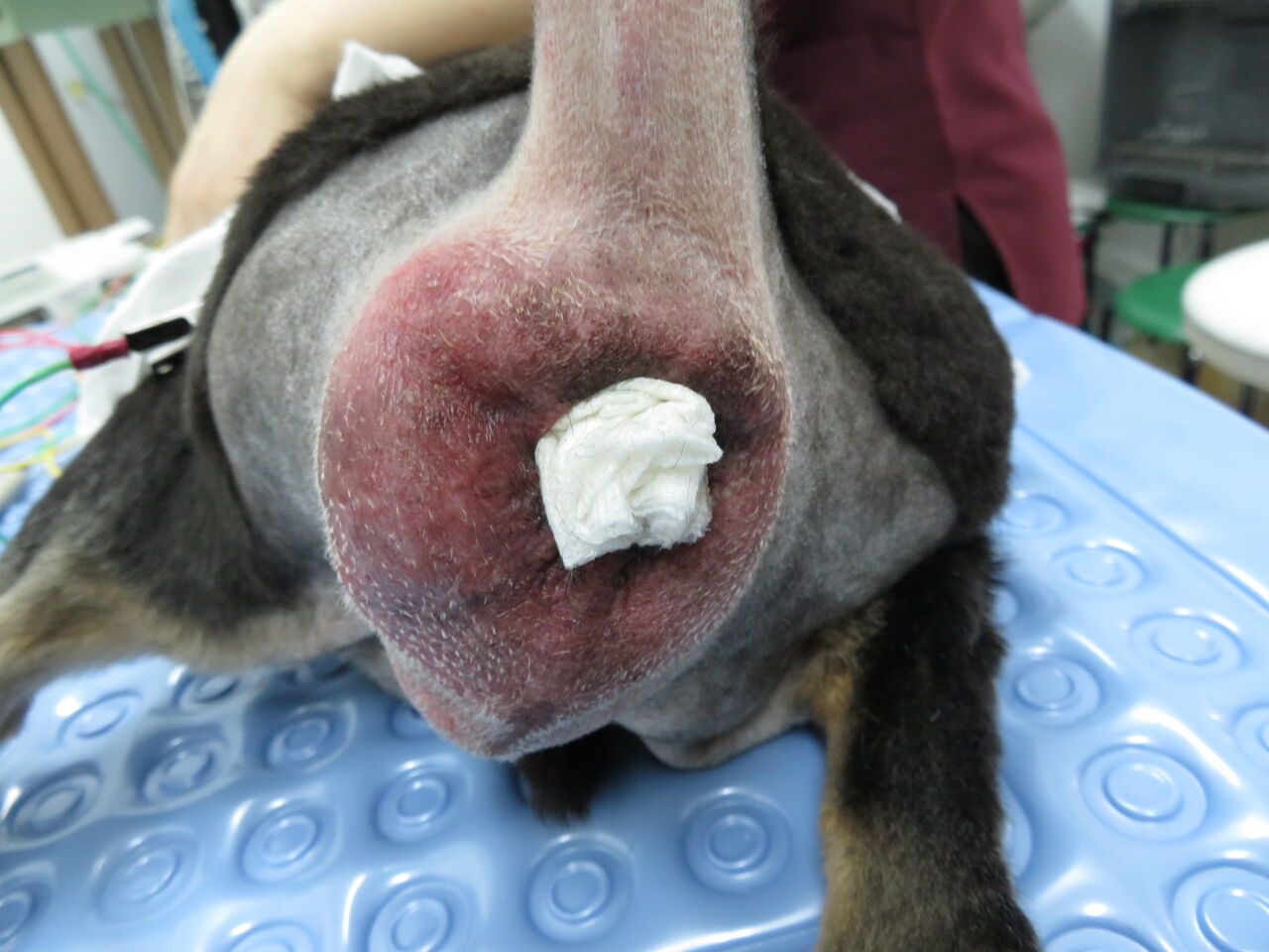 急激な進行と対応 肛門周囲の悪性腫瘍 風の動物病院のブログ