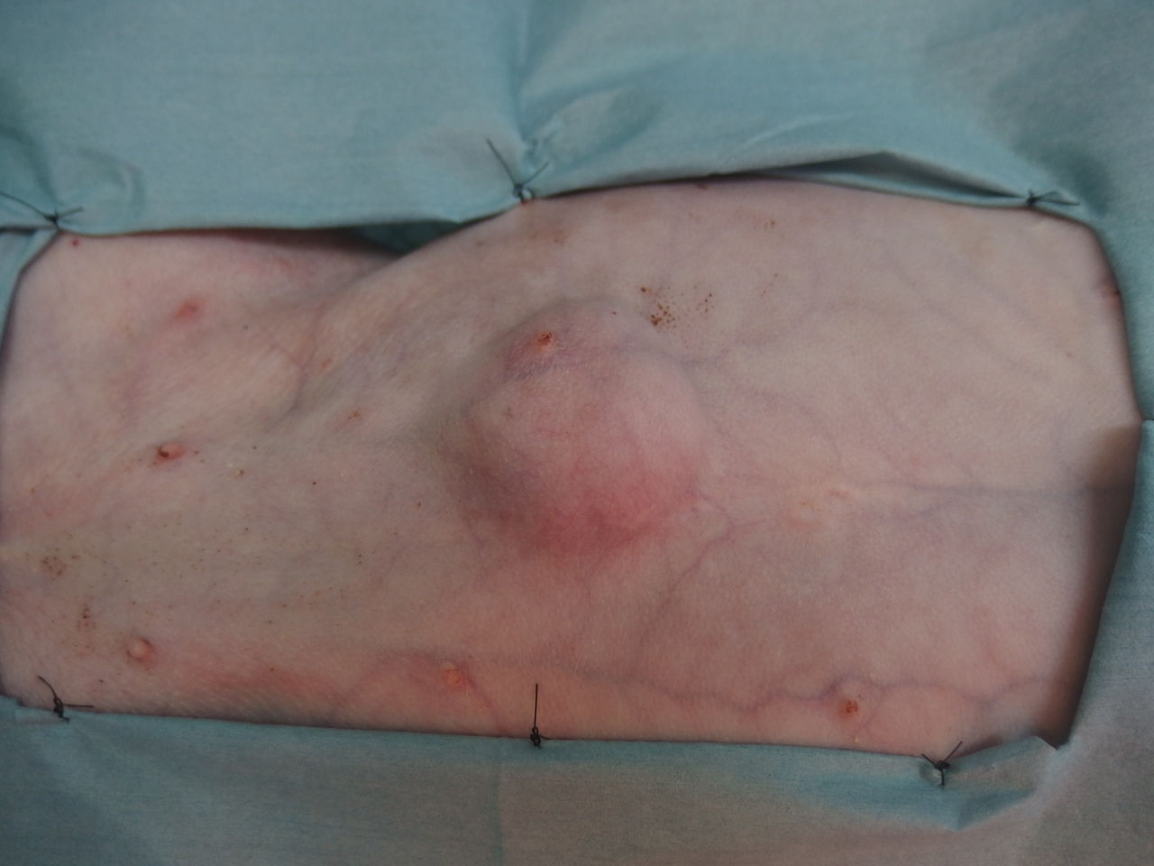 先入観と判断と 脂肪腫のはず 風の動物病院のブログ